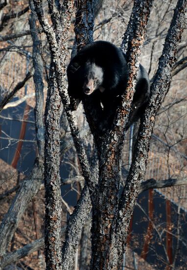 Himalayan black bears in the Primorye Safari Park