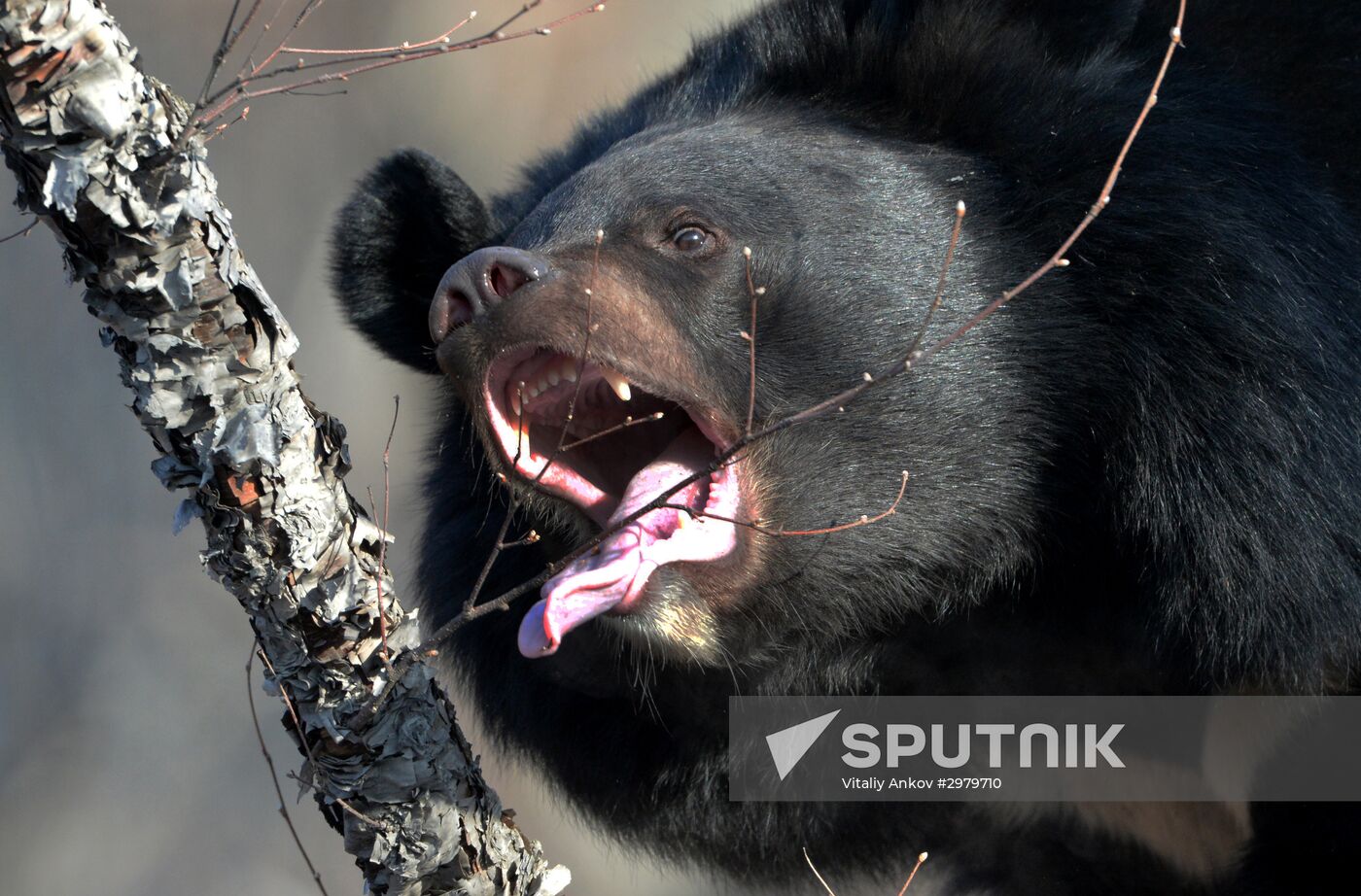 Himalayan black bears in the Primorye Safari Park