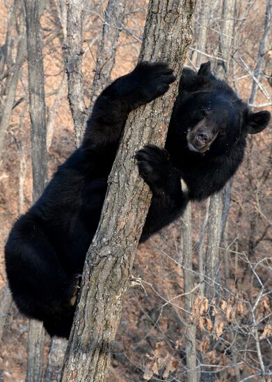 Himalayan black bears in the Primorye Safari Park