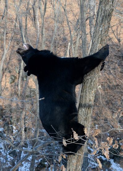 Himalayan black bears in the Primorye Safari Park