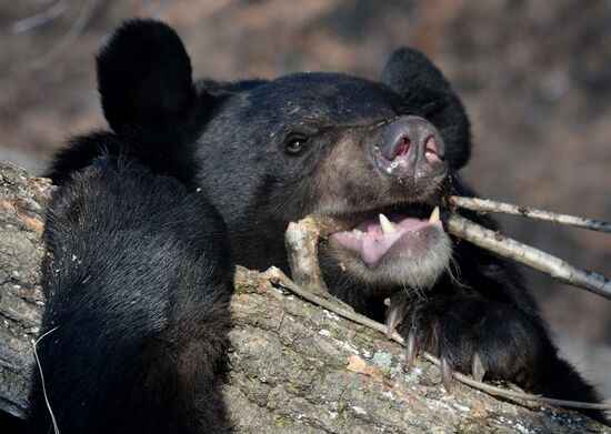 Himalayan black bears in the Primorye Safari Park