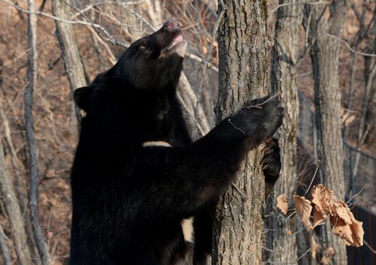 Himalayan black bears in the Primorye Safari Park