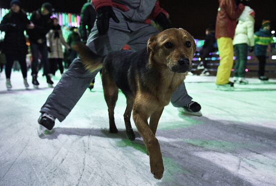 Skating Rink opens at VDNKh