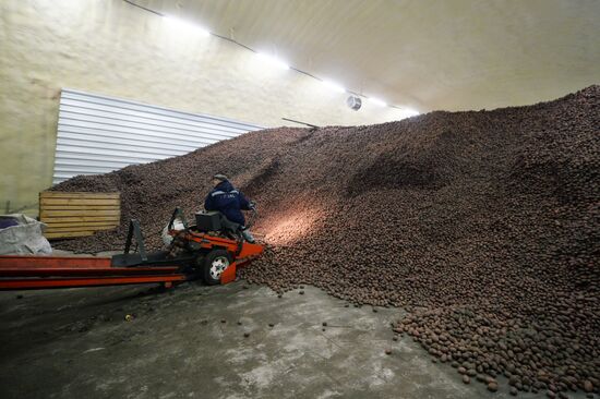 Vegetable storage warehouse in Sverdlovsk Region