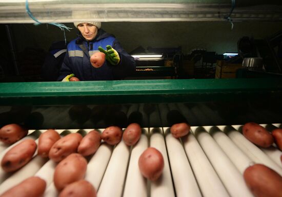 Vegetable storehouse in Sverdlovsk region