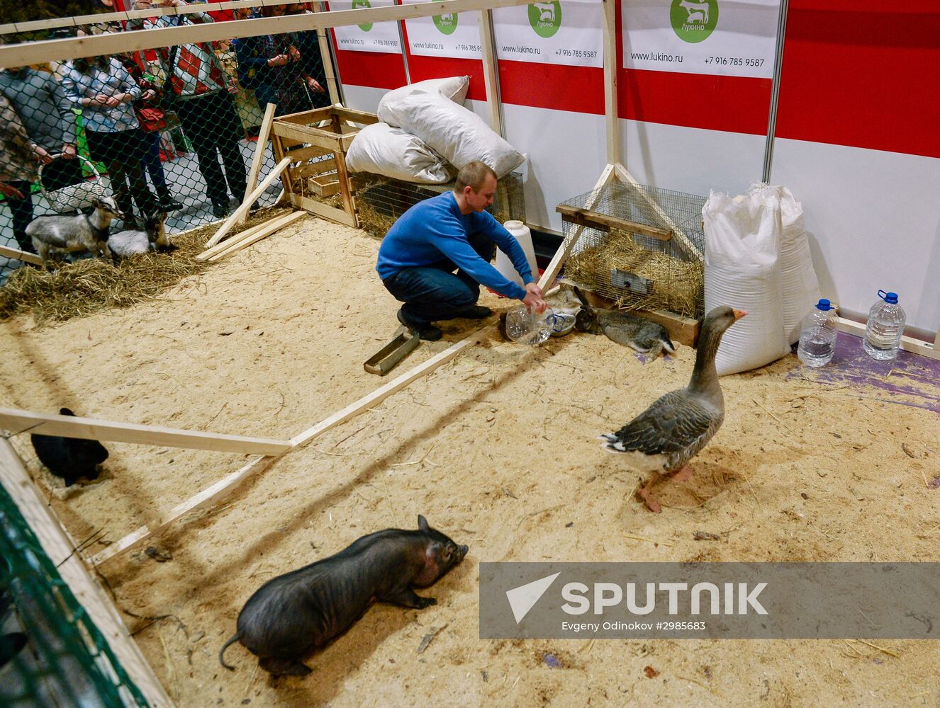 Food Show Festival
