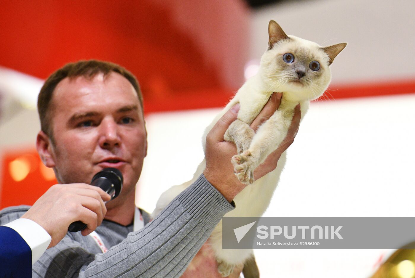 Cat exhibition Grand Prix Royal Canin in Moscow