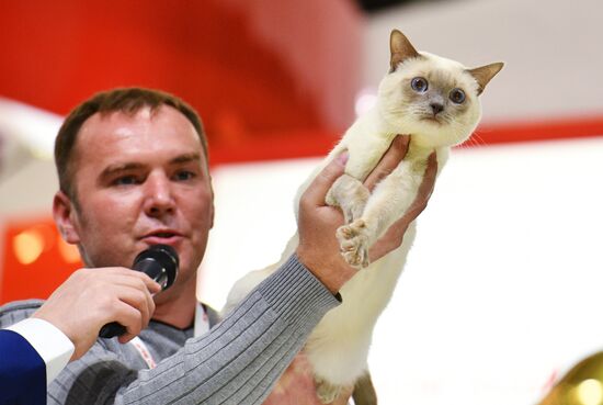 Cat exhibition Grand Prix Royal Canin in Moscow