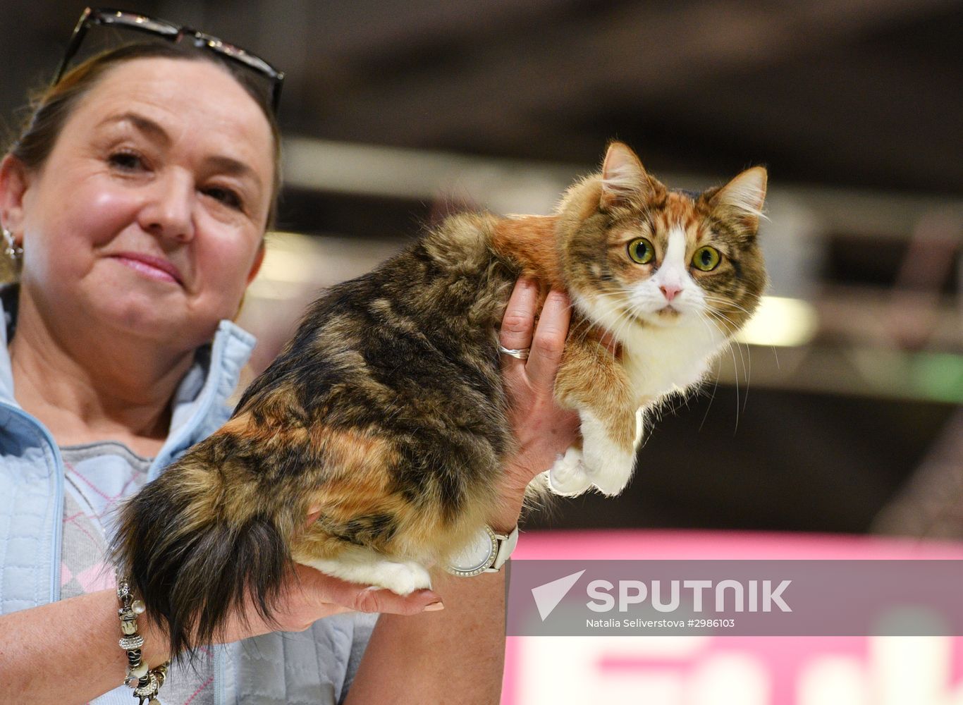 Cat exhibition Grand Prix Royal Canin in Moscow