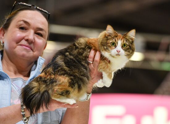 Cat exhibition Grand Prix Royal Canin in Moscow