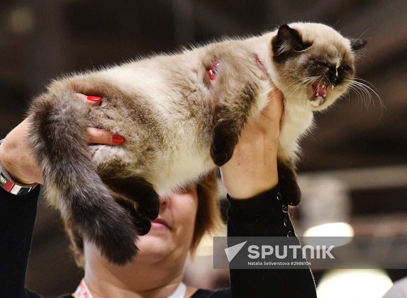 Cat exhibition Grand Prix Royal Canin in Moscow