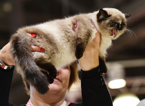 Cat exhibition Grand Prix Royal Canin in Moscow