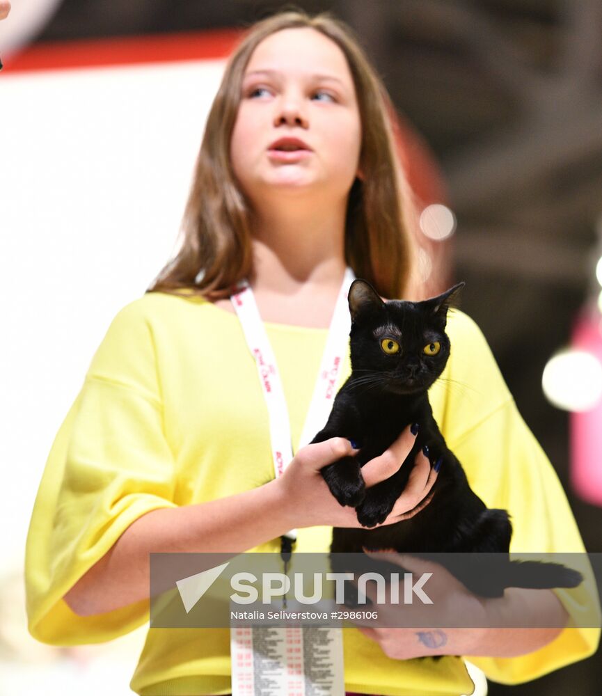 Cat exhibition Grand Prix Royal Canin in Moscow