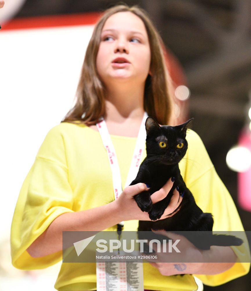 Cat exhibition Grand Prix Royal Canin in Moscow