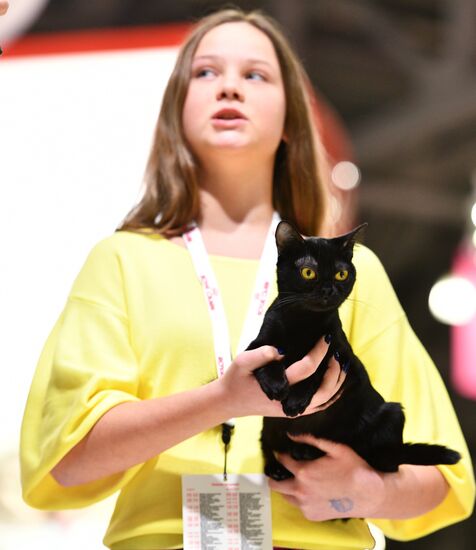 Cat exhibition Grand Prix Royal Canin in Moscow
