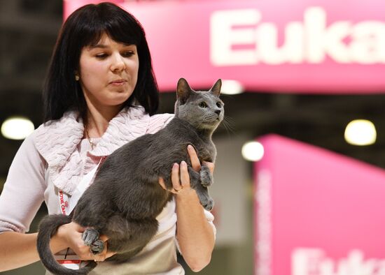 Cat exhibition Grand Prix Royal Canin in Moscow