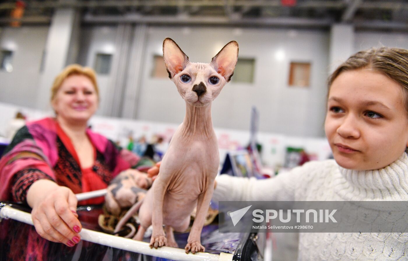 Grand Prix Royal Canin cat show in Moscow