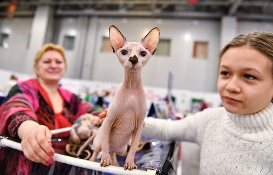 Grand Prix Royal Canin cat show in Moscow