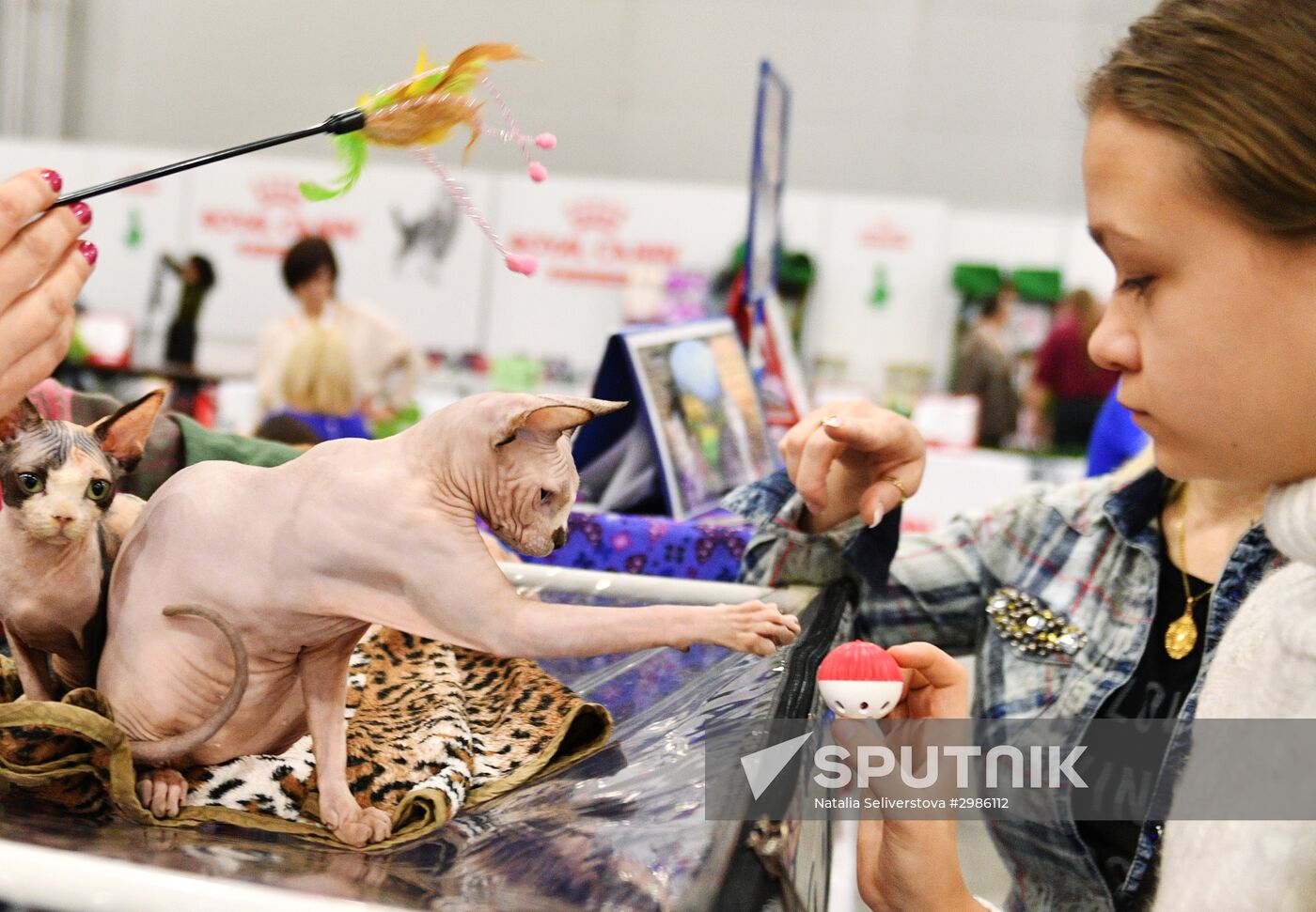 Grand Prix Royal Canin cat show in Moscow