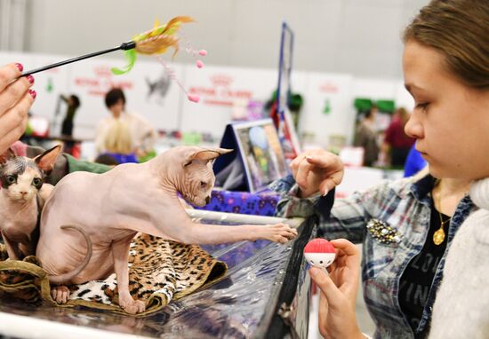 Grand Prix Royal Canin cat show in Moscow