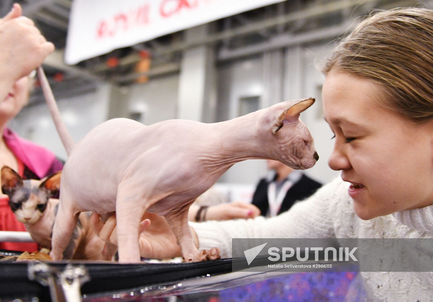 Grand Prix Royal Canin cat show in Moscow