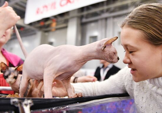 Grand Prix Royal Canin cat show in Moscow