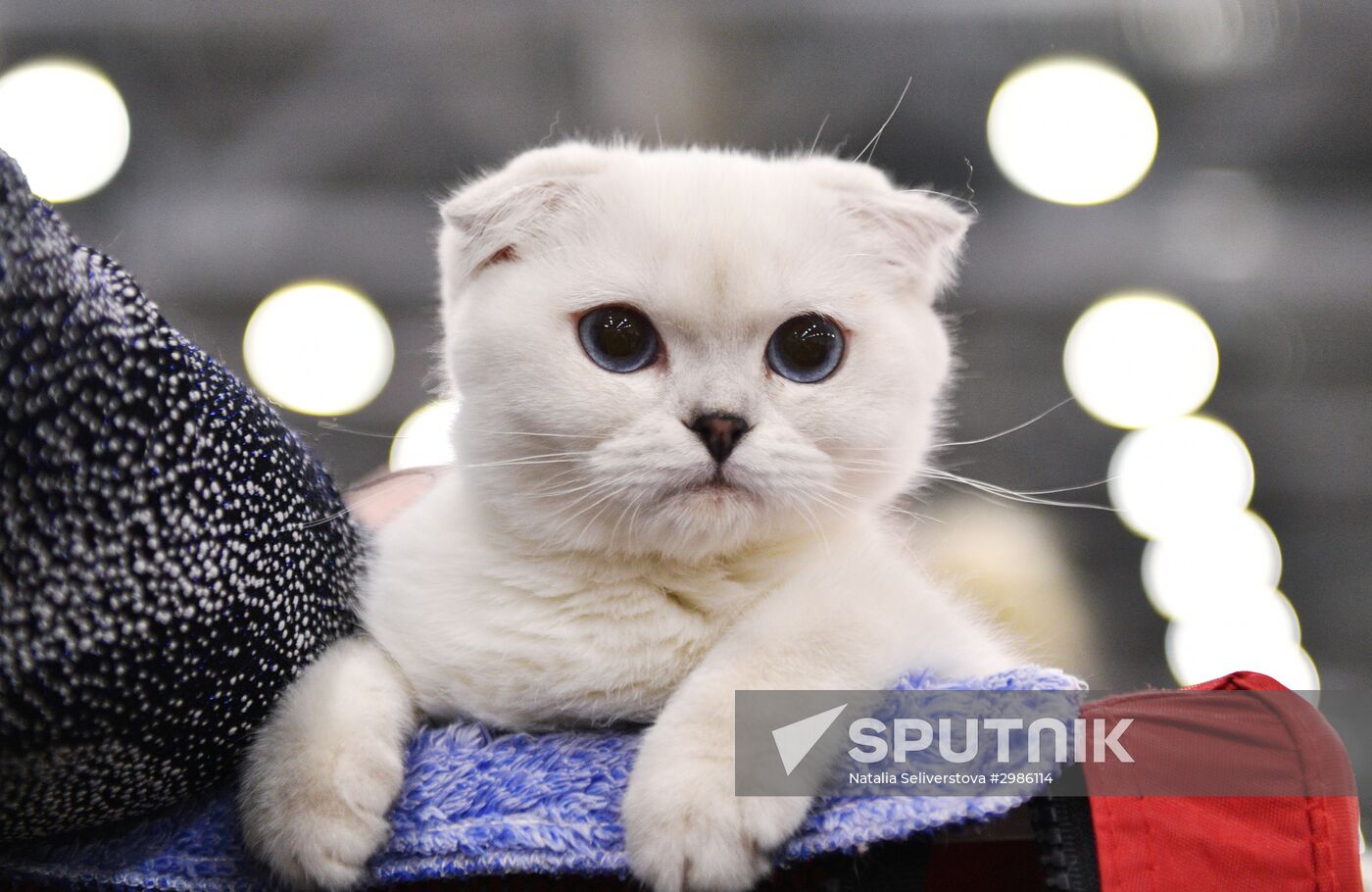 Cat exhibition Grand Prix Royal Canin in Moscow