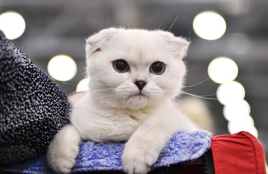 Cat exhibition Grand Prix Royal Canin in Moscow