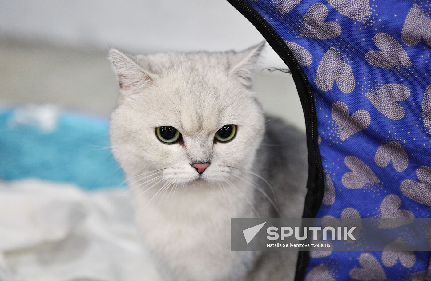 Cat exhibition Grand Prix Royal Canin in Moscow
