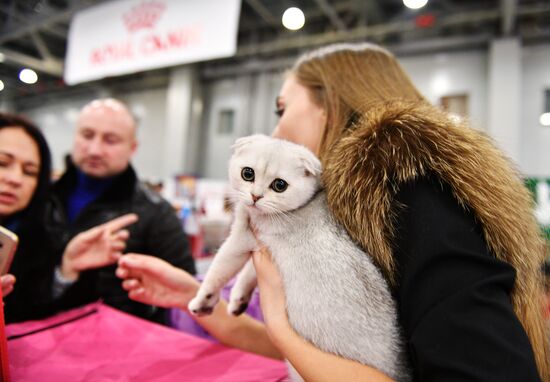 Grand Prix Royal Canin cat show in Moscow