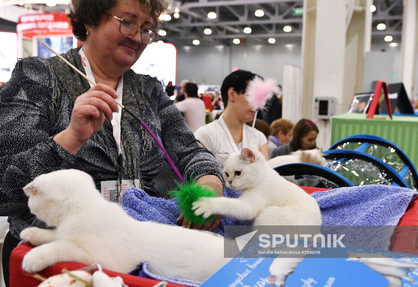 Grand Prix Royal Canin cat show in Moscow
