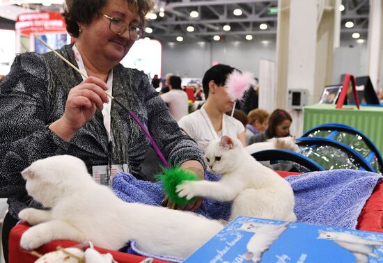 Grand Prix Royal Canin cat show in Moscow