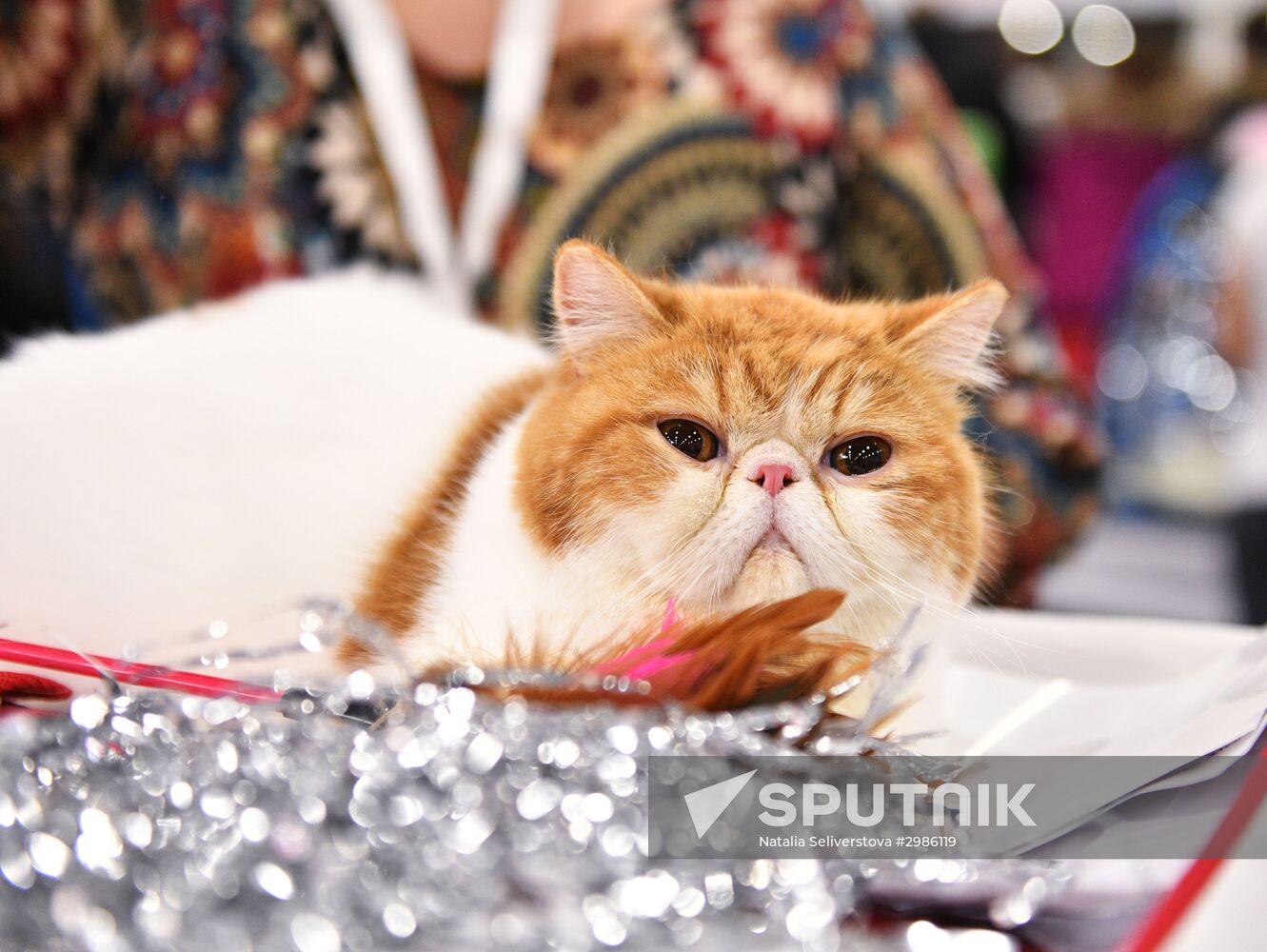 Grand Prix Royal Canin cat show in Moscow