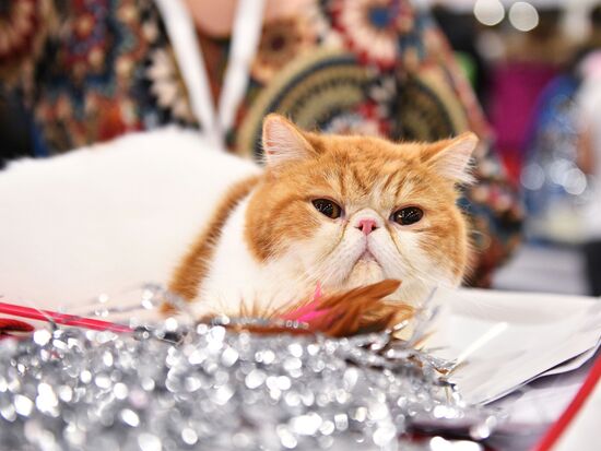 Grand Prix Royal Canin cat show in Moscow