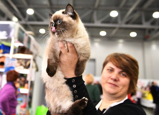 Cat exhibition Grand Prix Royal Canin in Moscow