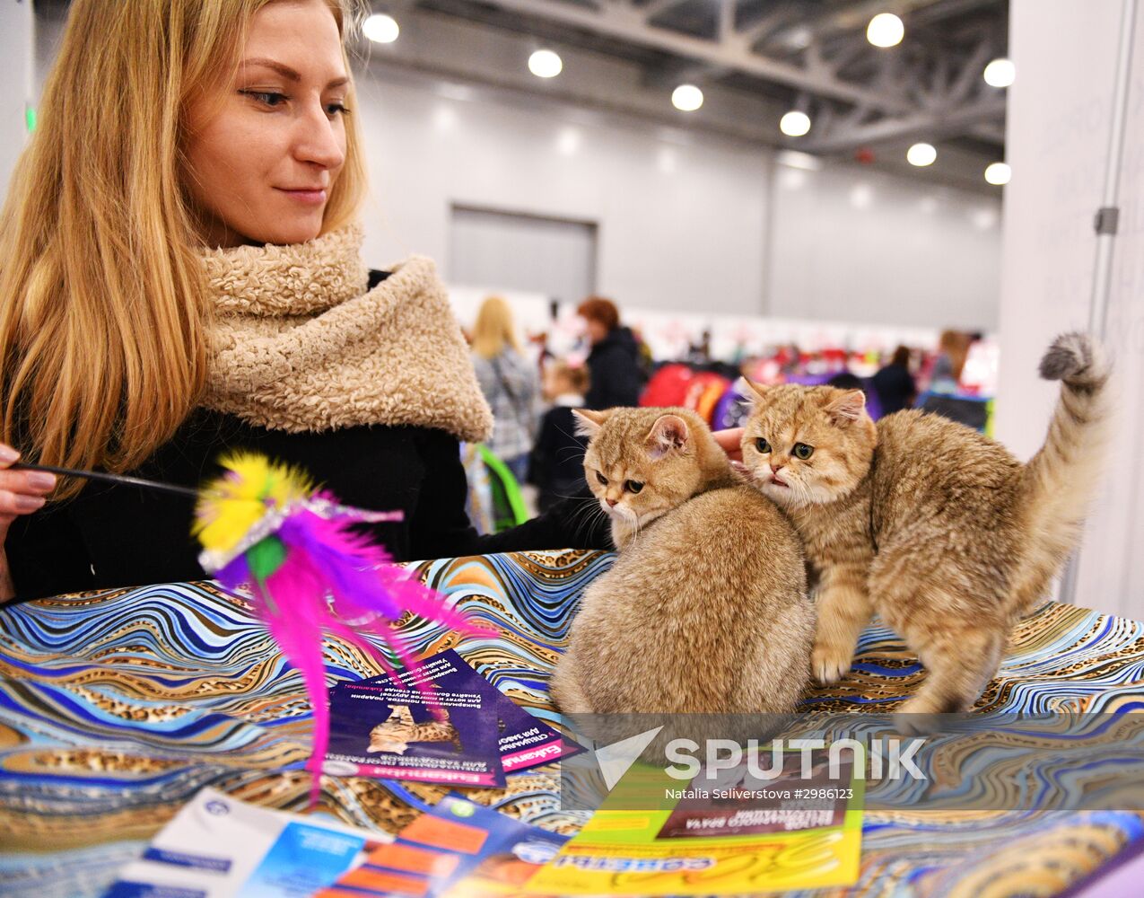 Cat exhibition Grand Prix Royal Canin in Moscow