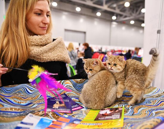 Cat exhibition Grand Prix Royal Canin in Moscow