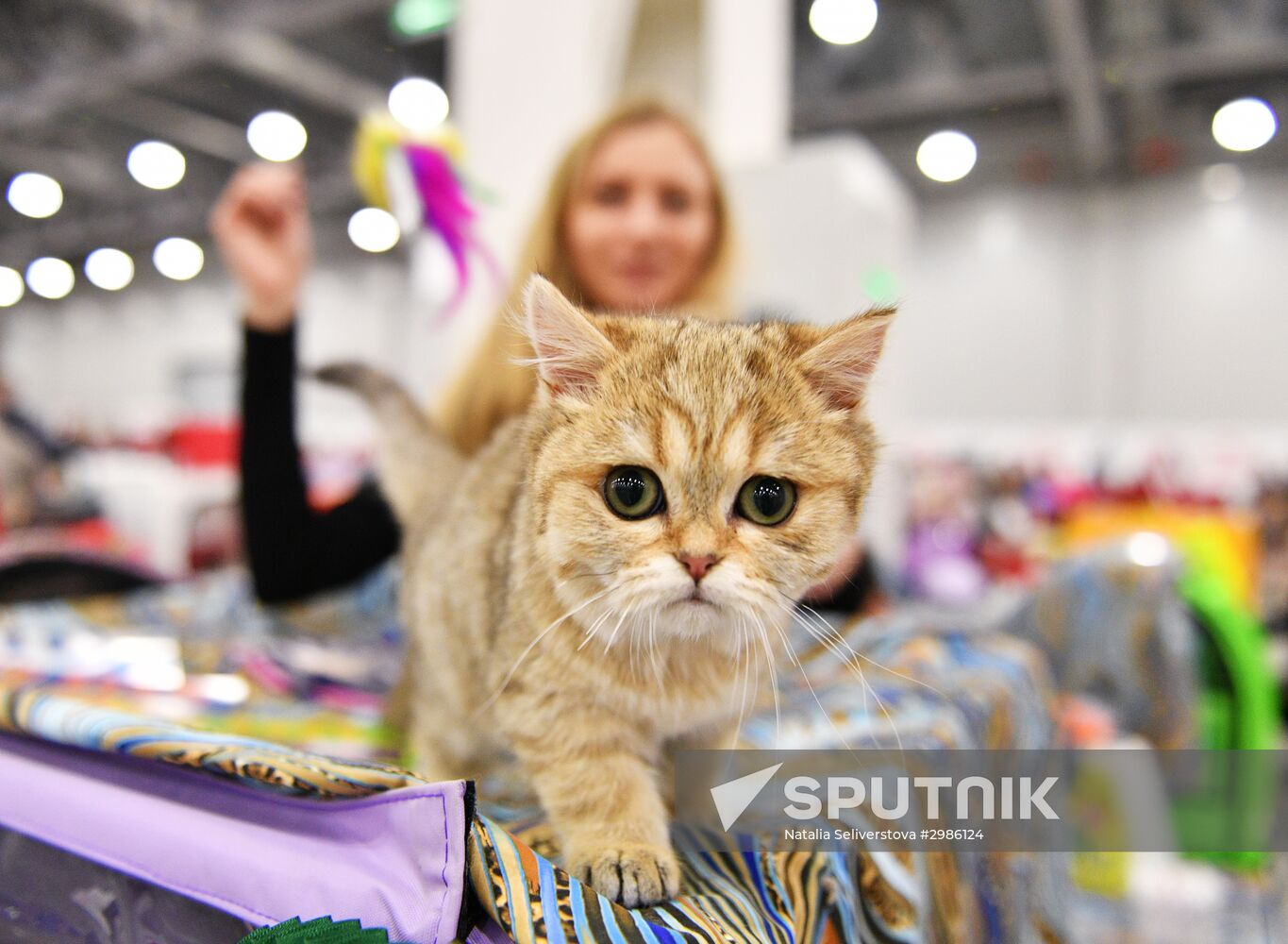Cat exhibition Grand Prix Royal Canin in Moscow