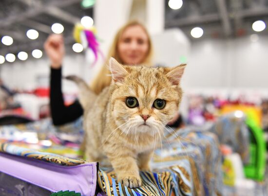 Cat exhibition Grand Prix Royal Canin in Moscow