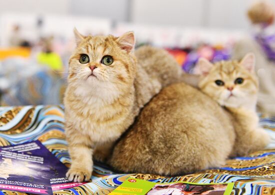 Cat exhibition Grand Prix Royal Canin in Moscow