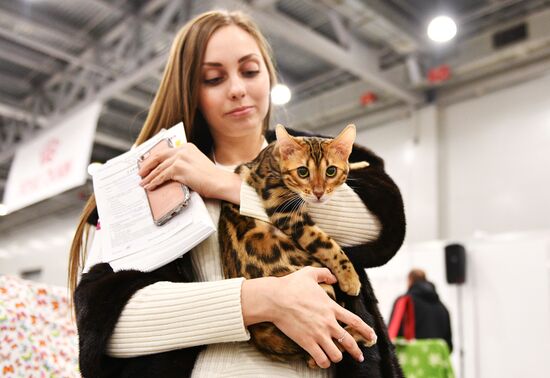 Cat exhibition Grand Prix Royal Canin in Moscow