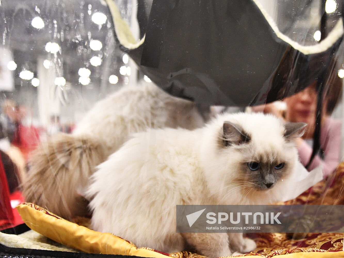 Cat exhibition Grand Prix Royal Canin in Moscow