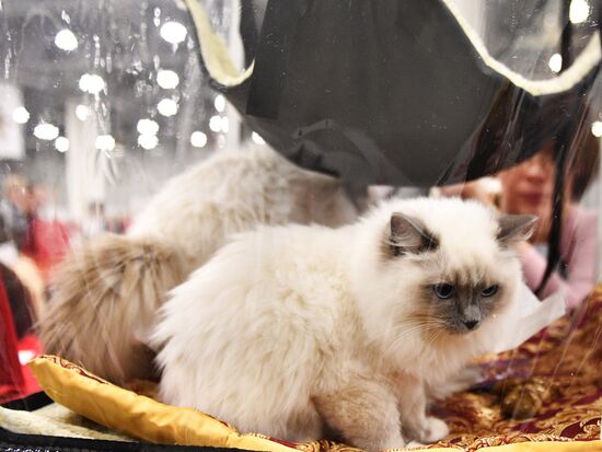 Cat exhibition Grand Prix Royal Canin in Moscow