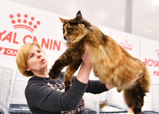 Cat exhibition Grand Prix Royal Canin in Moscow