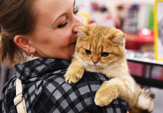 Cat exhibition Grand Prix Royal Canin in Moscow