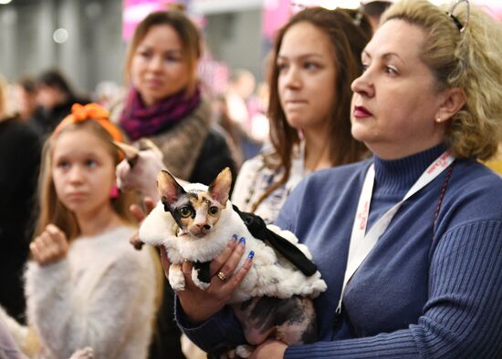 Cat exhibition Grand Prix Royal Canin in Moscow
