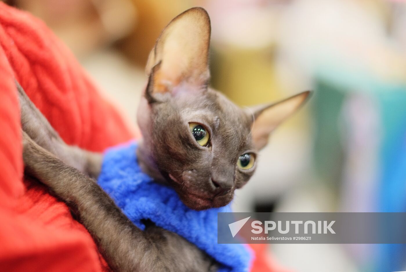 Cat exhibition Grand Prix Royal Canin in Moscow