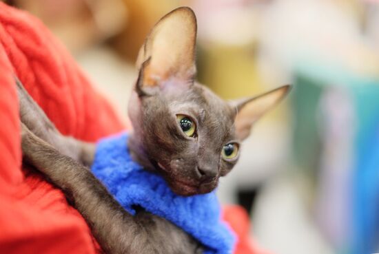 Cat exhibition Grand Prix Royal Canin in Moscow