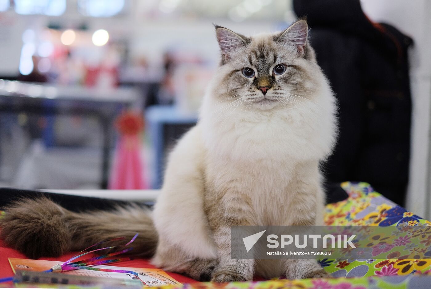 Cat exhibition Grand Prix Royal Canin in Moscow