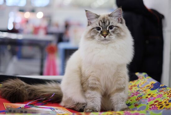 Cat exhibition Grand Prix Royal Canin in Moscow